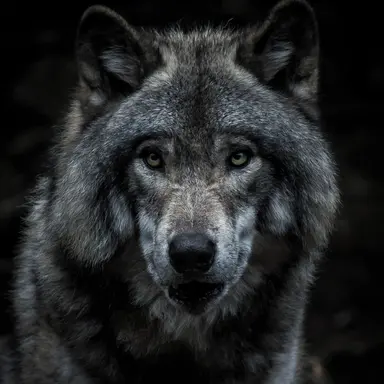 Profile image of 狼
