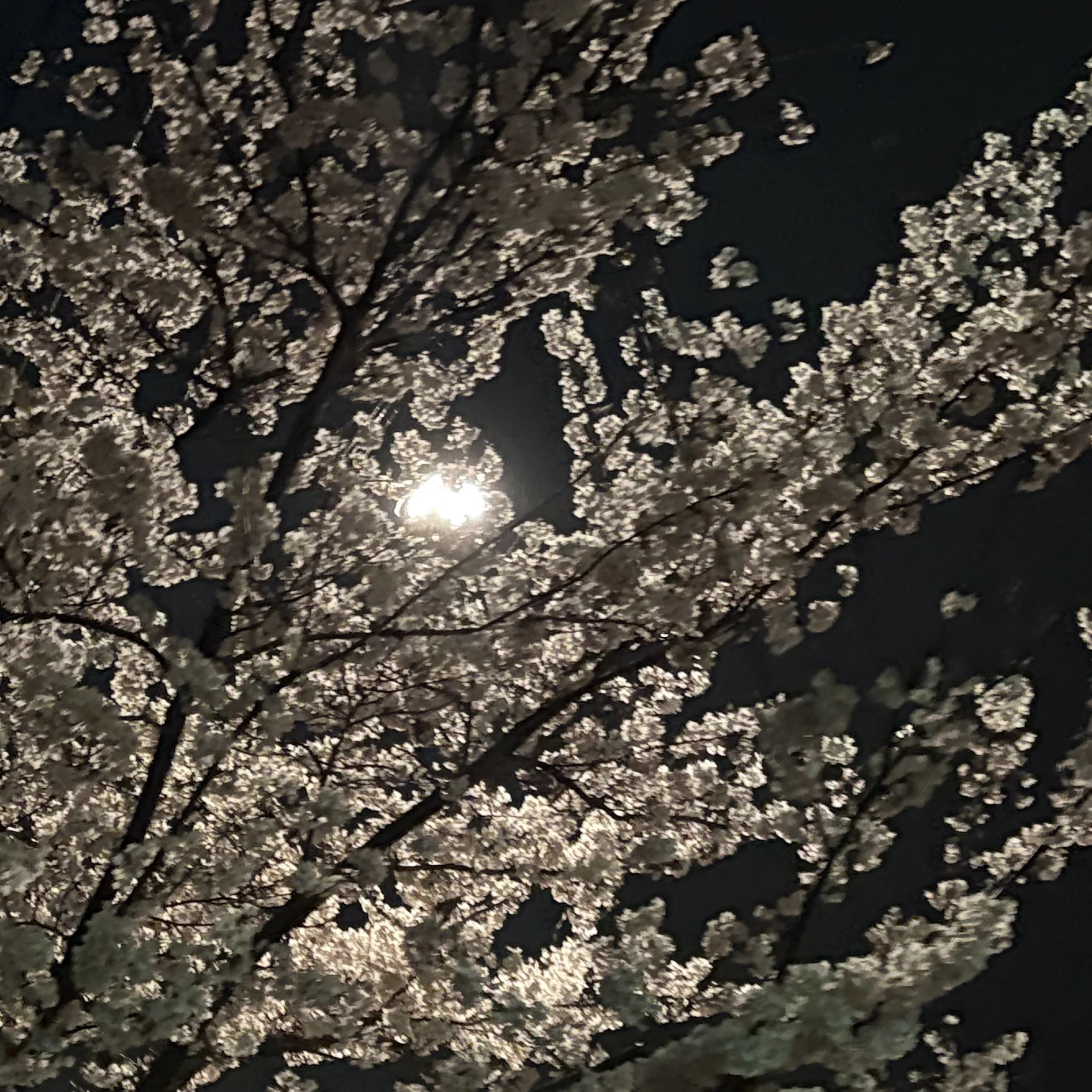 윤정한
