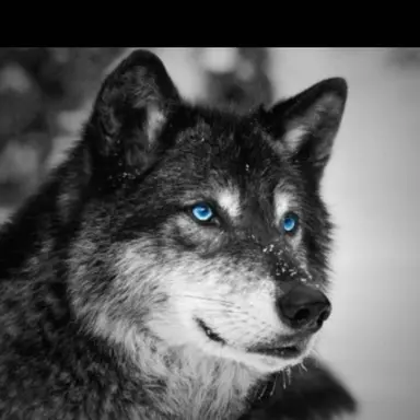 Profile image of 늑대