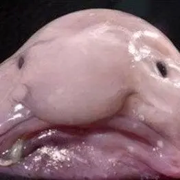 Profile image of 여우