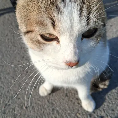 Profile image of 여우