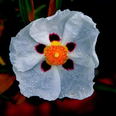 Profile image of 시에나