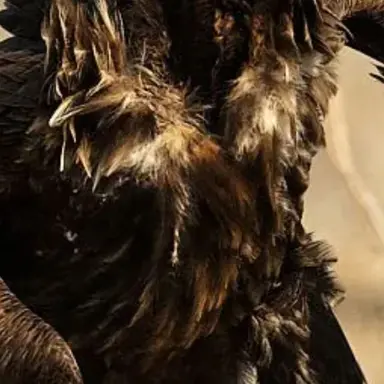 Profile image of 짹짹이