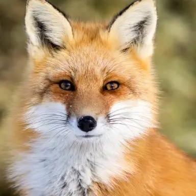 Profile image of 여우