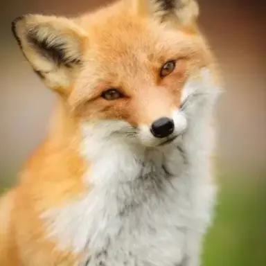 Profile image of 여우연