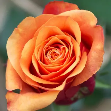 Profile image of 隈取