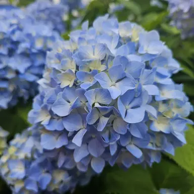 Profile image of 이로