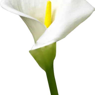 Profile image of ラウール