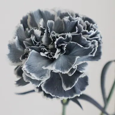 Profile image of 目黒蓮