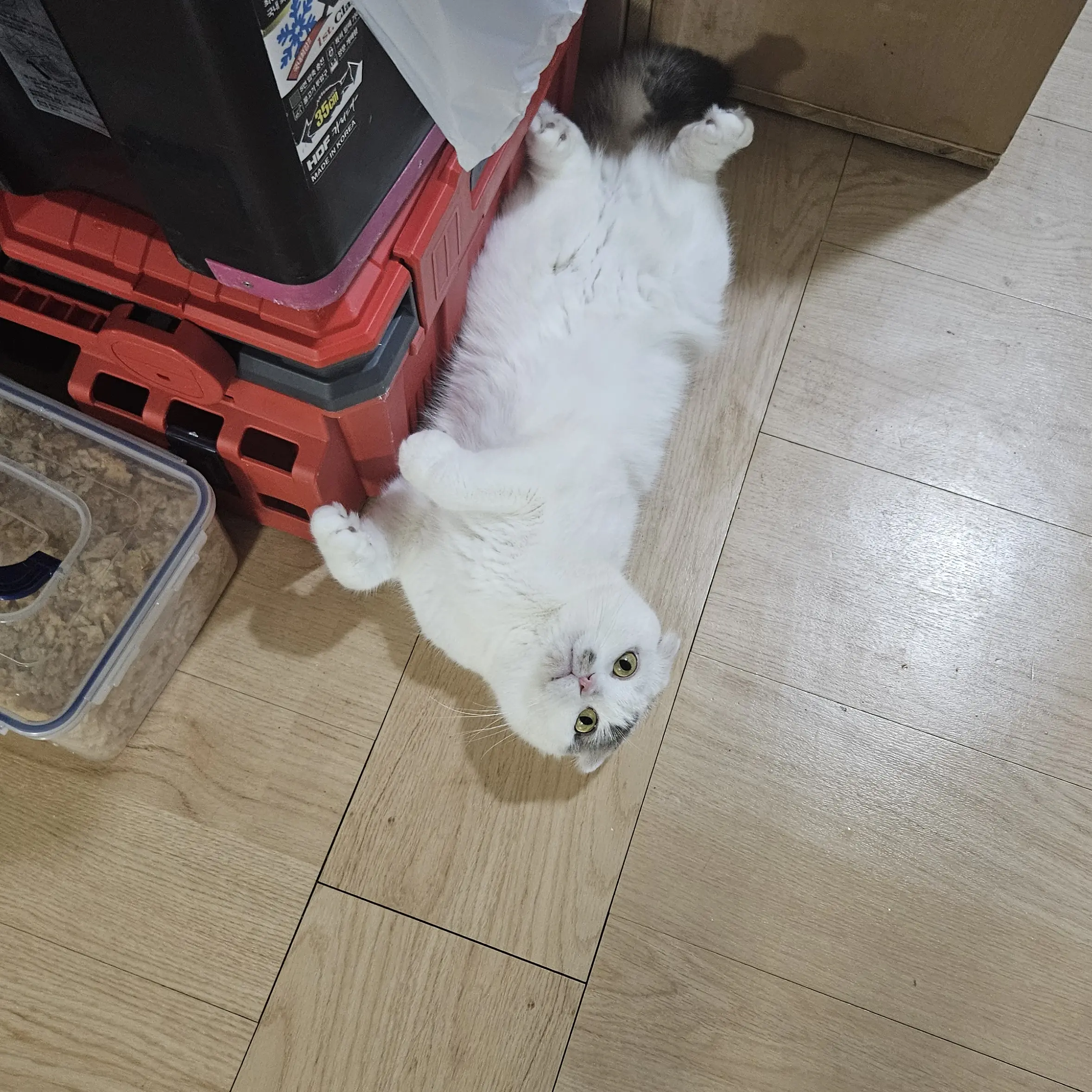 OliveUrial5401의 뜰픽 조직