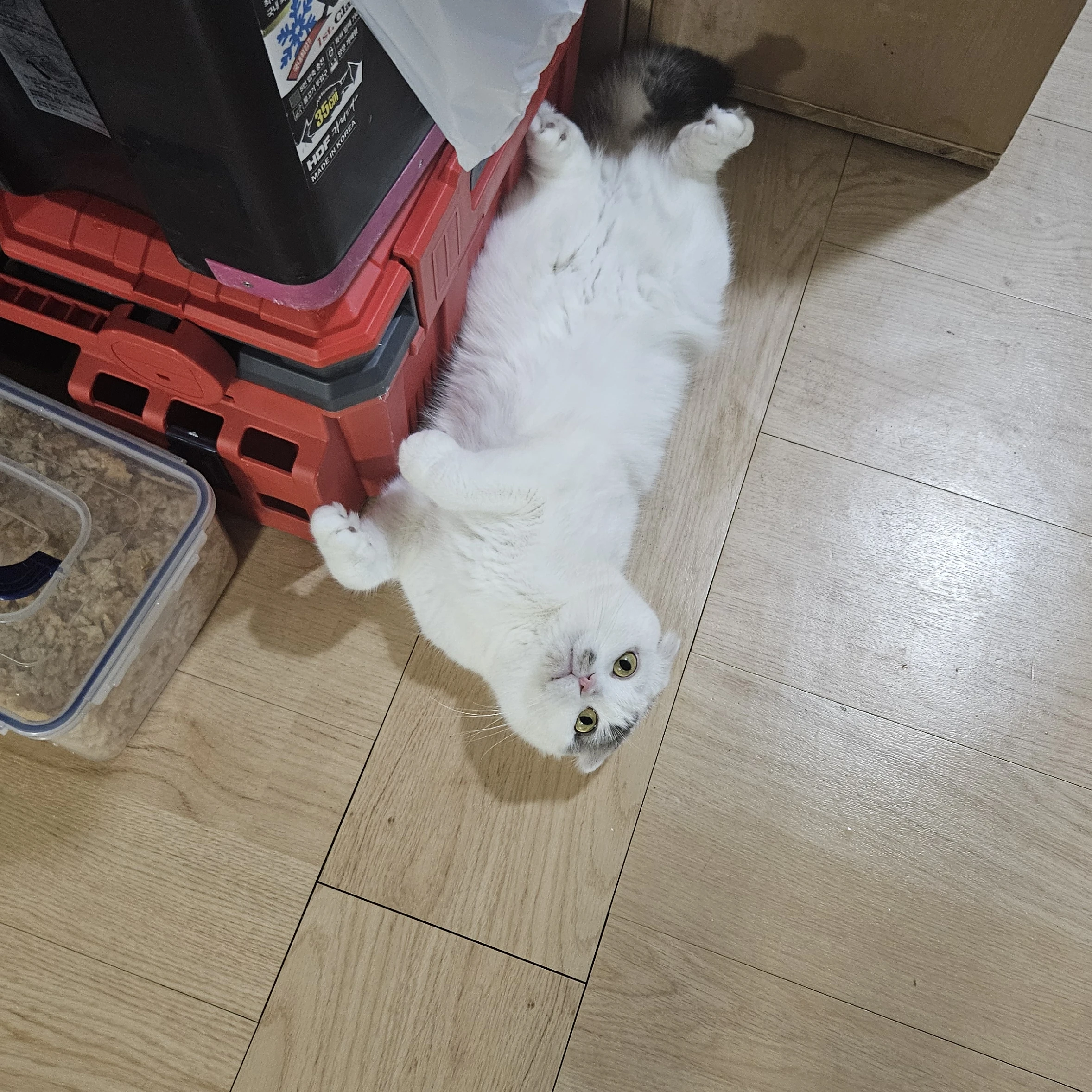 뜰픽 조직