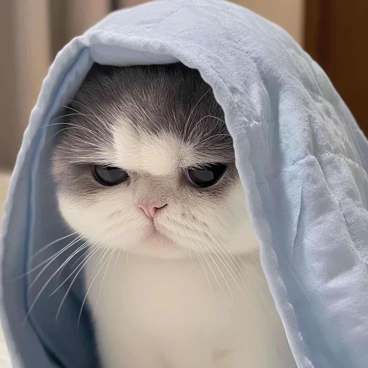 ㅎㅌㅅ