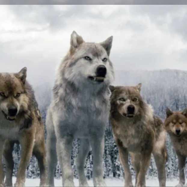 Randomizer의 Twilight wolf pack