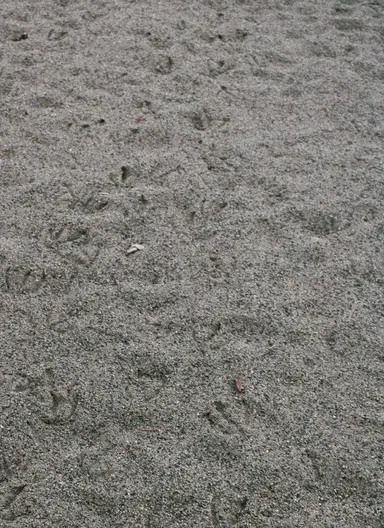 Profile image of 모래