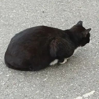 Profile image of 검은 고양이