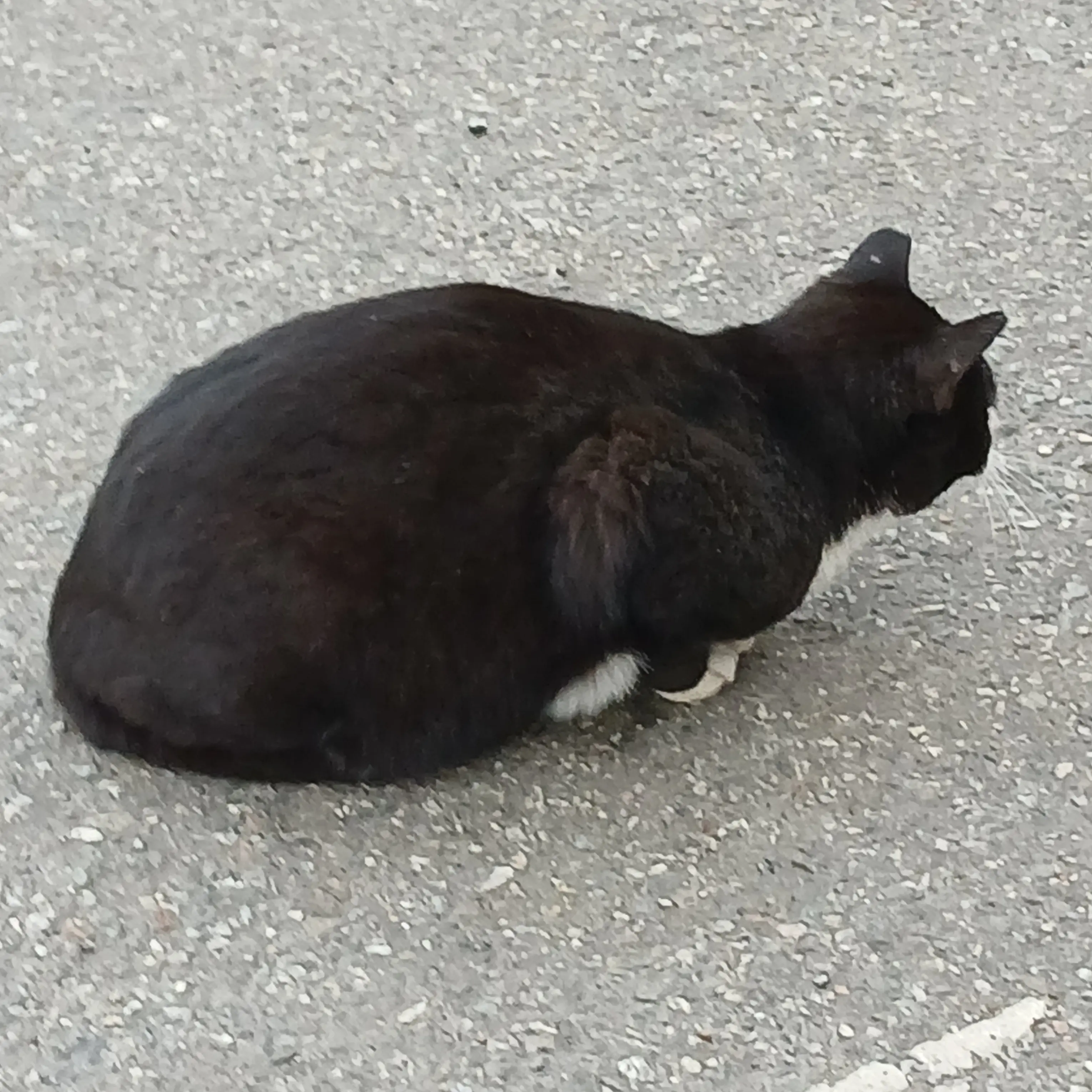 PotentIndri0396의 검은 고양이