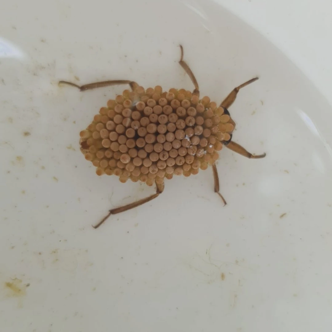 물자라