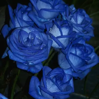 Profile image of 잠뜰