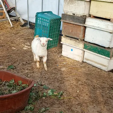 Profile image of 멜로우