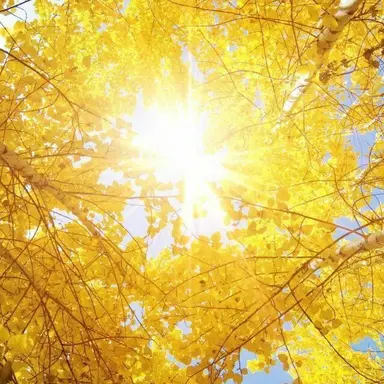 Profile image of リト