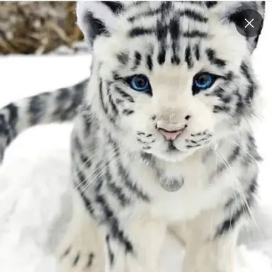 Profile image of 백호 가족