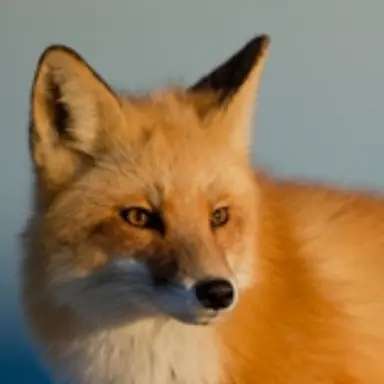 Profile image of 여우