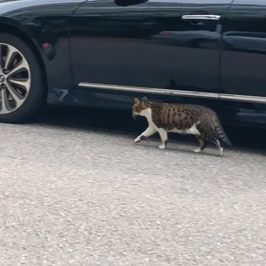 Profile image of 칸로지 미츠리