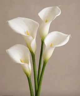 Profile image of クワッ