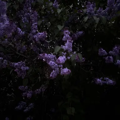 Profile image of 유성