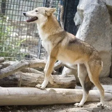 Profile image of 늑대