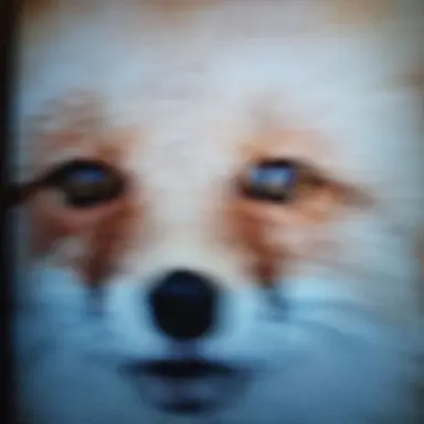 Profile image of 여우