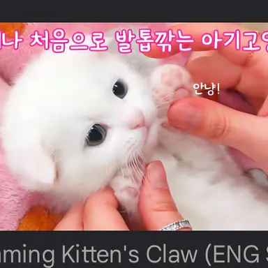 Profile image of 두부