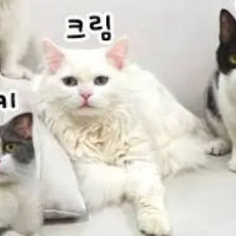 Profile image of 크림