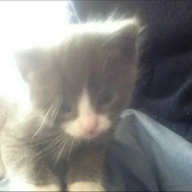 Profile image of 홍지민