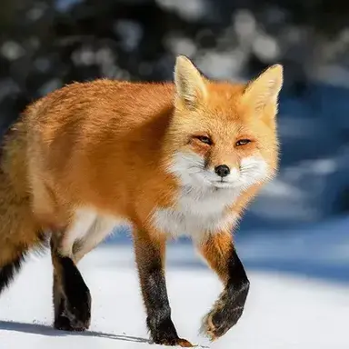 Profile image of 여우