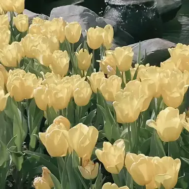 Profile image of 김일영