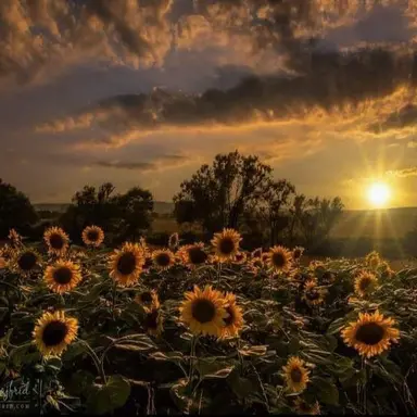 Profile image of 니노 선데이