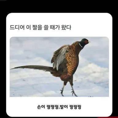 Profile image of 캡