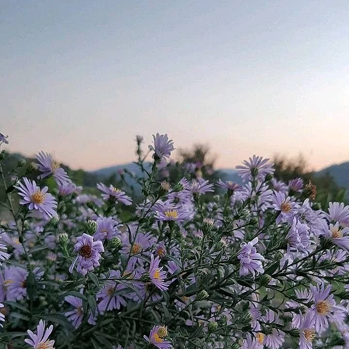 渡会雲雀