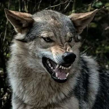Profile image of Shane