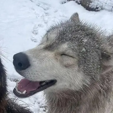 Profile image of Woln