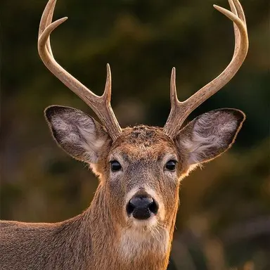 Profile image of Joshua