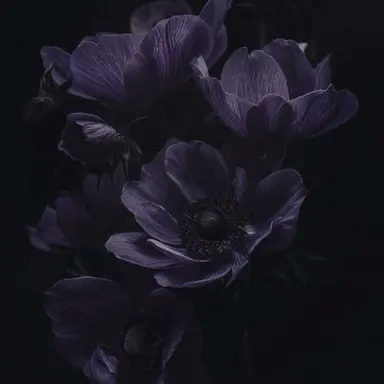 Profile image of 애저