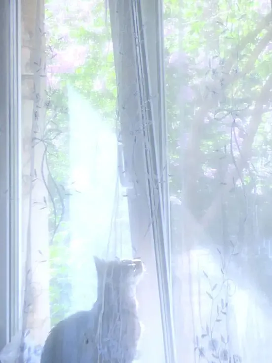 __hq.의 付き合ってる彼氏がアイドルでした。