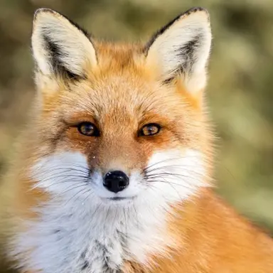 Profile image of 여우