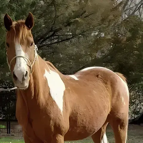 FustyChili0974의 Sierra