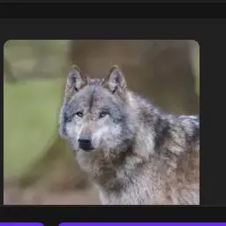 Profile image of 늑대