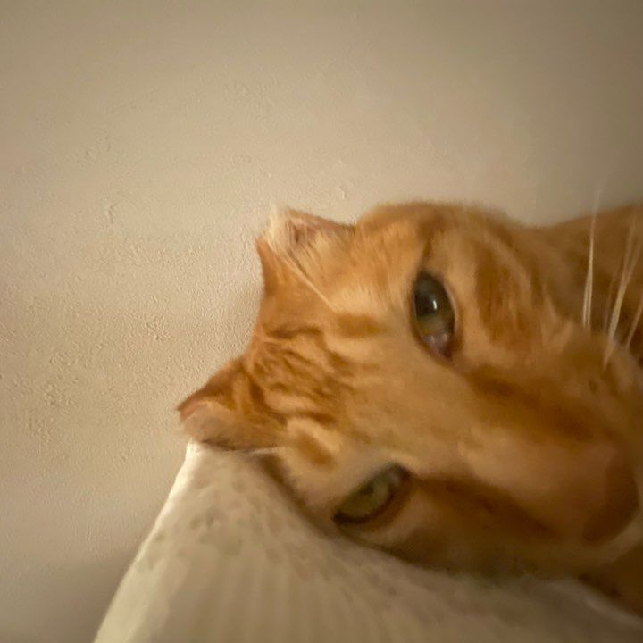 린카 대표 이미지
