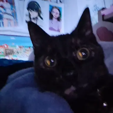 Profile image of Vander