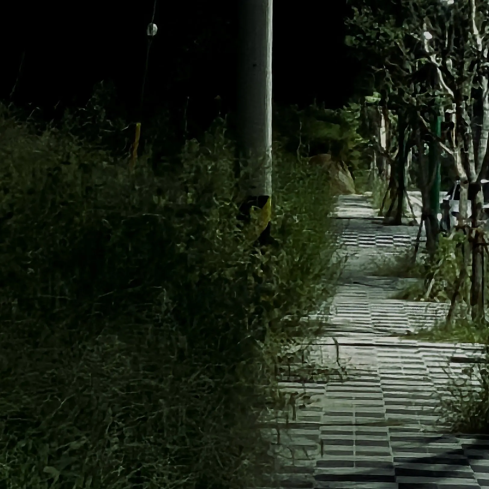 -_wild_paw_wolf_therian_-의 바라봐 주세요